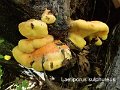 Laetiporus sulphureus-amf1575-2